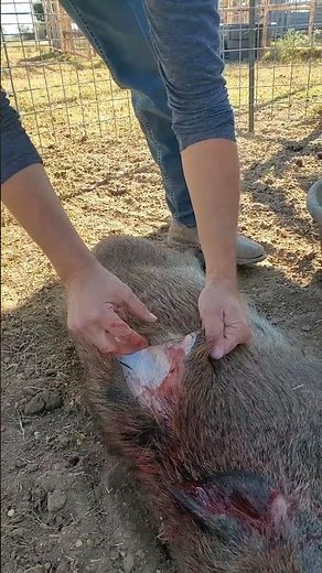 How To Process a Wild Hog in 5 Minutes