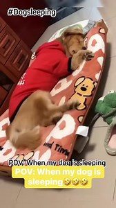 🤣🤣😂 | The Dodo Pet