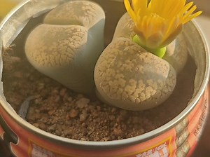 【米斯特罔】最新视频已上线，快来围观！