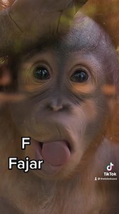 The ABCs of the Toledo Zoo! 💙✨ | The Toledo Zoo