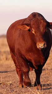 Legendary Droughtmaster lines combined: BOESMAN | HS20-564. He has 11-0505C on the sire side and none other than Lady Gorgeous | C09-032 as his granddam! AUCTION: 29 June at Be Human, Bloemfontein. ONLINE via SwiftVee Link to full video: https://youtu.be/pWyWUexZElE For any enquiries regarding the DROUGHTMASTERS we’ll have on offer contact Stompie | 073 747 3239 • • • #oldgrey #studauction #studbreedersauction #hotspotcattle #hotspotdroughtmasters #vleissentraal #droughtmastersa #droughtmasterst