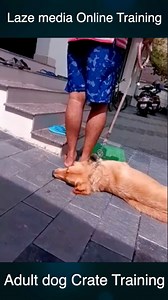 20K views · 254 reactions | Adult dog crate training #labrador #labradorretriever #dogsofinstagram #dog #dogs #puppy #labsofinstagram #dogstagram #labradorsofinstagram #lab #labs #blacklab #instadog #dogoftheday #labradors #of #puppylove #doglover #love #doglife #labradorpuppy #doglovers | Laze media | Facebook