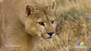 In the wild, only the strongest survive. Start streaming Mysterious Planet on discovery . 👉 http://discoverypl.us/2X8jmak #discoveryplus | Discovery