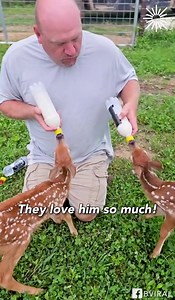 182K views · 3.2K reactions | Dad Feeding The Baby Deer #dog #goldenretriever #dogsofinstagram | La Tuya Pe' | Facebook