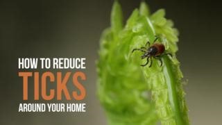 9.3K views · 33 reactions | Did you know that ticks can be found in cities, parks, playgrounds and even in your backyard if it is next to woodlands? These simple actions can help reduce ticks around your home: - keep your grass short - remove piles of leaves, brush and weeds - use wood chips, mulch, or gravel between and around garden beds https://ow.ly/CnVj50Rgvjr | Healthy Canadians | Facebook