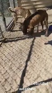 SPRING HAS SPRUNG!!! Our dogs are truly enjoying the warm weather -...