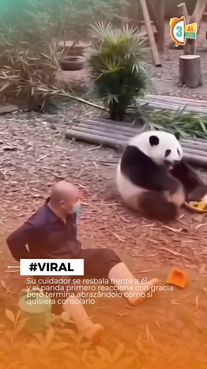 Panda abraza a su cuidador después de resbalarse — ¿risa o ternura?