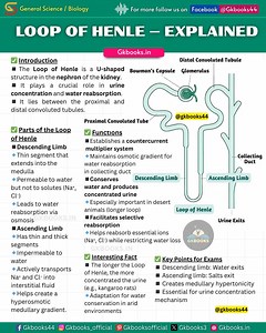 Loop of Henle Explained #nephronanatomy #loopofhenle #functionalunit #kidneyfunction | Gkbooks