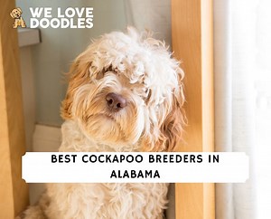 6 Best Cockapoo Breeders in Alabama! - We Love Doodles