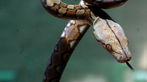 Florida python tops 200 pounds, is over 20-feet long