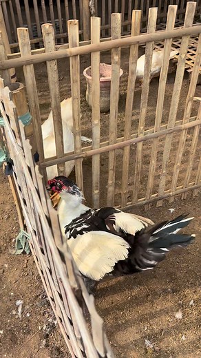 Angry duck 🔥🔥🔥 #Muscovyduck #angryduck #reals #farming #duckfarming #vidioviral #fypageシ | Duck Go