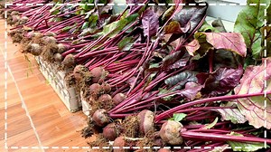 Growing Red Beets on the Terrace for High Yield, Easy for Beginners | 5T1