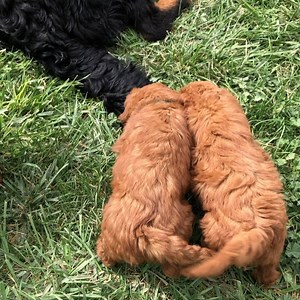 Everyone is playing with Miss Stella and she loves the F1b mini goldendoodle puppies as much as they love her❤️🐾❤️#minidoodle #minigoldendoodle #minigoldendoodlelove #lifeonthefarm | Doodles4love