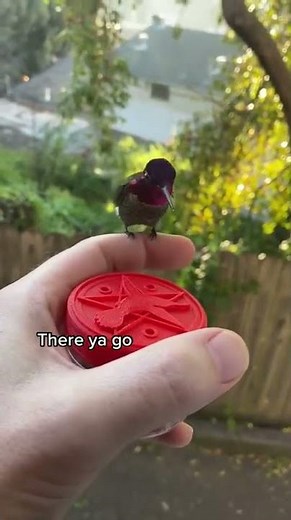🐦 The man feeding the hummingbird with his hand