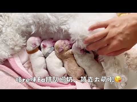 泰迪狗狗生产日记Toy poodle giving birth to 5 cute puppies