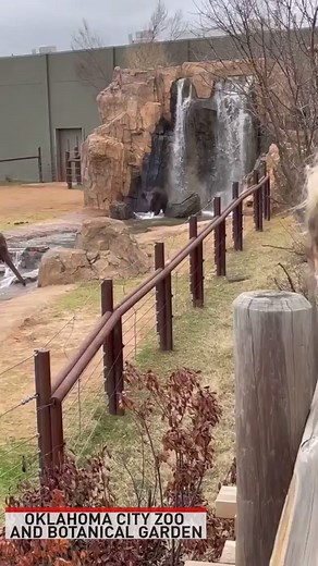 An elephant pool party is going on at Oklahoma City Zoo and Botanical Garden. | The National Desk - TND