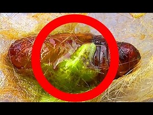 Big Spider Egg Sac In The House Scary Nature Or Proof Of Alien Life Pt1