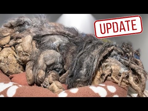 Update on Angel the extremely matted and neglected dog