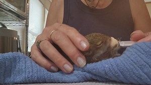 24K views · 2.1K reactions | Little Bit Wildlife Rescue on Reels | Facebook