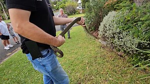 2.1K views · 70 reactions | Diamond python from Farmborough heights | Illawarra Snake Catcher | Facebook