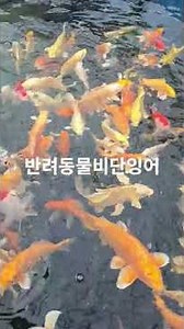 #반려동물 #연못 #물멍