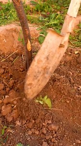 8.9K views · 45 reactions | Astuces Malines pour un Jardin Florissant | Brico Famille | Facebook