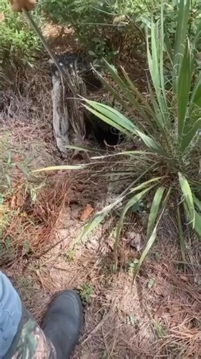 6.1K views · 32 reactions | How does he make this look easy?! Via @zackpeebles #snake #rattlesnake #snakecatcher #southern #southernhumor #southernlifestyle #southernmenswear #osa #oldsouthapparel | Old South Apparel | Facebook