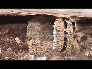 Homeowner was 'shocked' to learn of Asian giant hornet nest on property