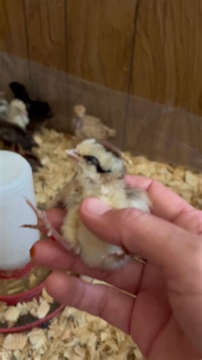 2.4K views · 64 reactions | My mini pen today.. we were asked if we were having any illness in our mini pen. No, they are just very sensitive and hard to brood. I even suffer loses in this breed. No my brooder isn’t anything fancy. Yes this is before I clean it. I like to show real situations not pretty ones. | Texas Chicken Ranch of De Leon | Facebook