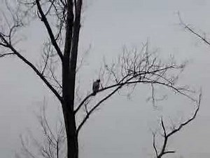 Red Tailed Hawk Hunting at Fresh Pond Reservation