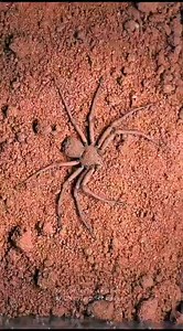 52 reactions | The hunting strategy of the sand spider. #spider #hunting #animalvideos Donate PayPal: https://www.paypal.com/donate/?hosted_button_id=E88MY4RF5CXNU | Animals Videos | Facebook