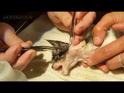 Satisfying Botfly Larvae Removal From Animals