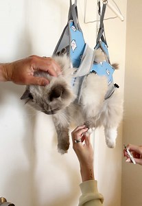 Grooming Hammock for Cats: Success or Betrayal?