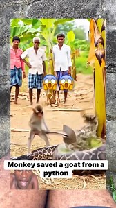 Monkey saved a goat from a python | Vha3