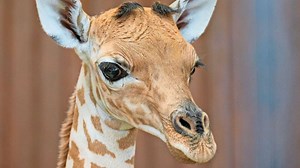 Nachwuchs im Zolli: Der Basler Zoo freut sich über Giraffenbaby Xahara
