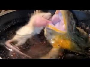 - Warning - Pixie Frog Takes Big Bite Of Rat - Live Feeding