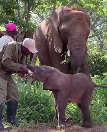 Naissance d’un éléphanteau ! 🐘 Les soigneurs du site de réhabilitation des éléphants Wild is Life Trust and ZEN à Panda Masuie, au Zimbabwe, et les équipes d’IFAW ont récemment eu la surprise d'assister à la première naissance d’un éléphanteau au sein du troupeau d'orphelins ! Nous vous présentons Summer.💕 Certains membres de l'équipe se doutaient qu'Annabel, une éléphante du troupeau âgée de 14 ans, était peut-être gestante, mais ils ne pensaient pas que les événements allaient arriver aussi 