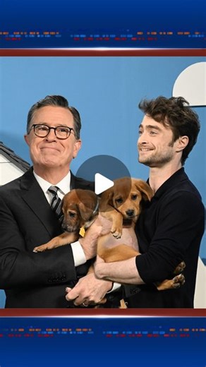 The Late Show | We love puppies, and we love Daniel Radcliffe. Please enjoy this installment of #RescueDogRescue and head to the link in our bio to adopt... | Instagram