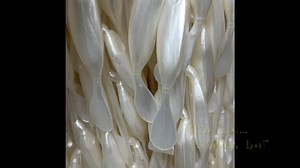 DOA C.A.L. 5”swim bait Great bait for freshwater and saltwater species. DOALures.com | DOA Lures