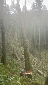 You broke it 😱 #timberfallingcouple #timber #timberfaller #timberfalling #logging #chainsaw #stihlchainsaw #stihl #bluecollar #treesurgery #lumber #fyp #pnw #timberland #trees #woodwork #woodcraft #woodsmen #womenshealth #womenintimber #westcoastfaller #husqvarna #chainsawman #fypシ゚viralシ #fypシ゚ | Timber Falling Couple