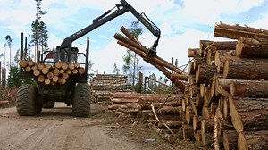 Heavy Lifting Crane Loading Cut Wooden Logs Stock Footage SBV-334390847 - Storyblocks