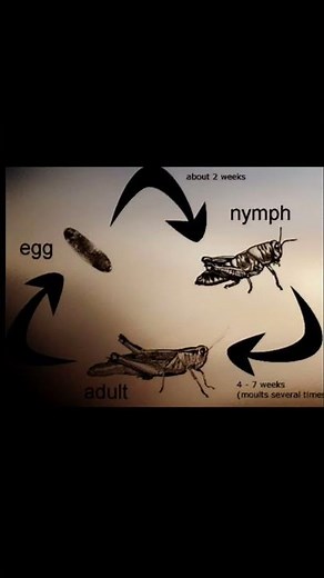 Life cycle of cockroach