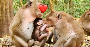 2.3M views · 32K reactions | That very sweet...monkey Duchess talk & talk then give a kiss comfy baby Brooke so amusing | Animals JoJo Family | Facebook