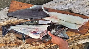 Caught my first lingcod on a dangerous ocean float tube!