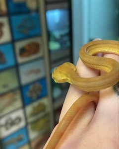 Isn’t she the sweetest!! 😍 Yellow Amazon tree boa Cb22 Female Pixie 🖤 | Snakes 'N' Adders