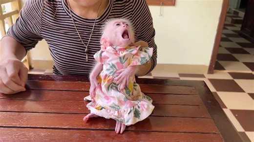 Naughty Baby Chichi Big Mouth Yawning For New Pink Dress #monkey | Monkey TV