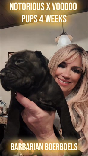 Update on the blackout litter of six boys and five beautiful black girls. Most are already reserved, just a few girls waiting for their furever hooman. The Outlaw Notorious Barbarian × Barbarian Voodoo babies just turned four weeks old today, and they’re already showing that signature Barbarian bone, shine, and sweetness. These little blackout gorillas are exploring, starting to eat mush/gruel, playing, and getting cuter by the day. 🖤🐾. Barbarianboerboels.com | Danny-Paula Gibson