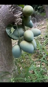 2.9K views · 119 reactions | Mango Plant | Agriculture | Facebook
