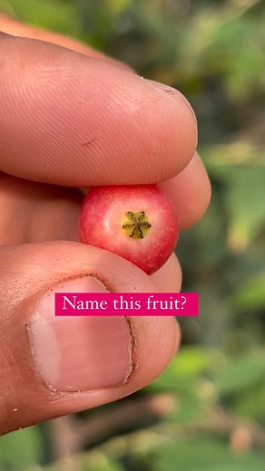 12K views · 18 reactions | ✨✨What do you call this fruit? One of our fave fruits to grow. . . . . . . . #rarefruits #fruitsandveggies #tropicalplants #tropicalfruit #organicfruits #fruitarian #fruitsrouges #rareplants #tropicalplants #fruitstagram #floridafruits #floridagardening #horticulture #horticulturist #botanical | plantsages | Facebook