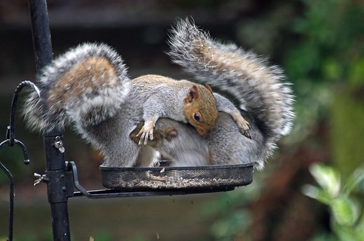 Squirrel Behaviour - Dominance, Aggression & Territoriality | Wildlife Online